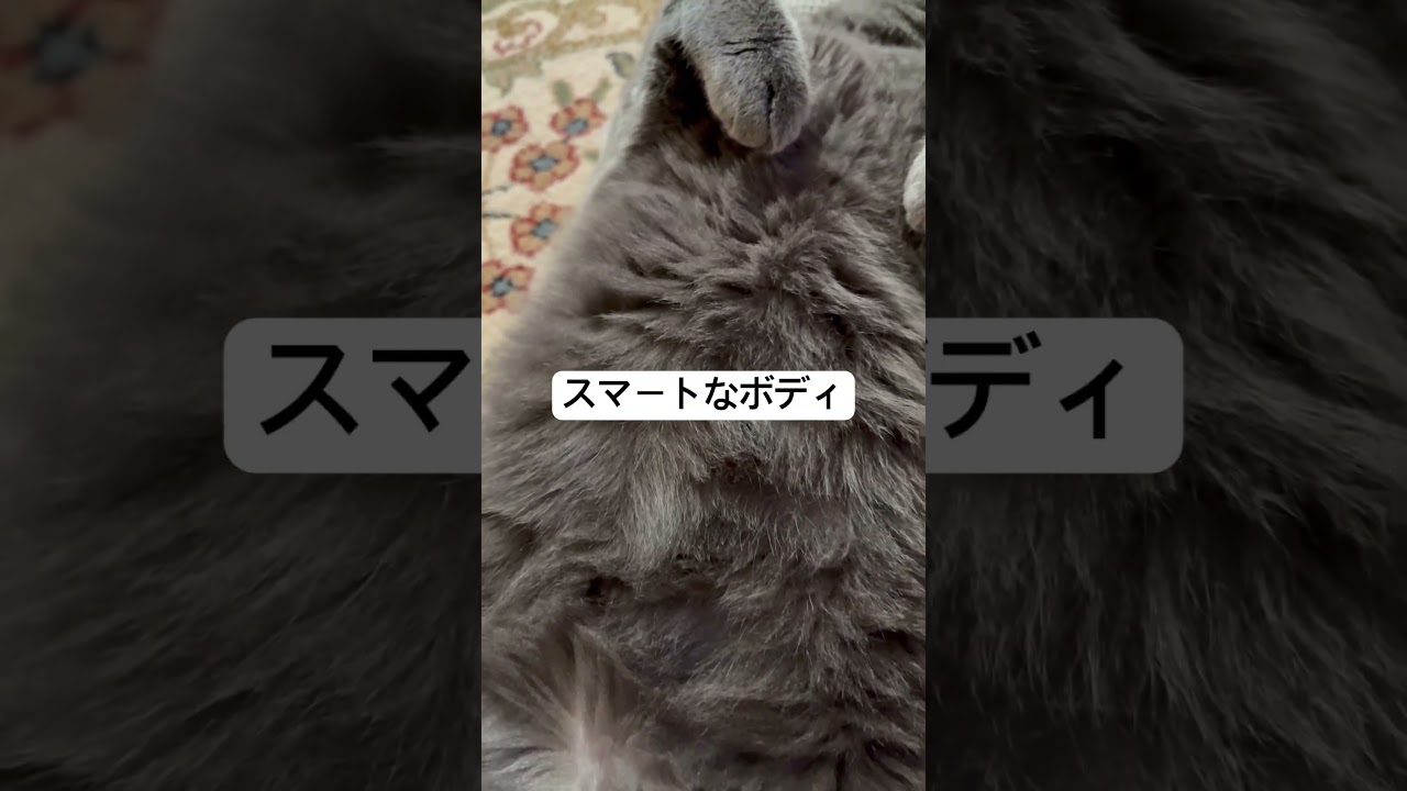 ロシアンブルーって、こんな…？#猫#shorts #ねこ #ねこの日常