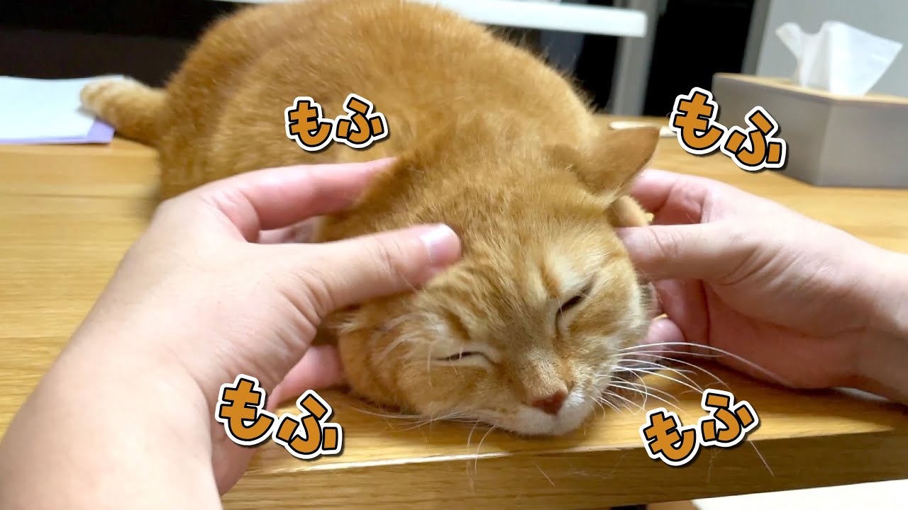 パパの強引なもふもふを求めて甘えに来る猫が可愛すぎる…！