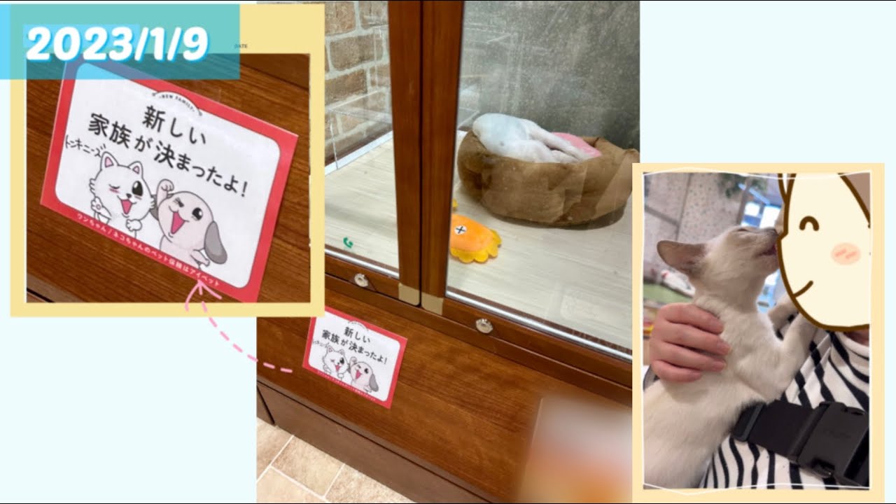 【トンキニーズ】ラクトくんに出会い、お迎えを決めた日✨【猫風邪】お迎え出来るまでのラクトくんの様子