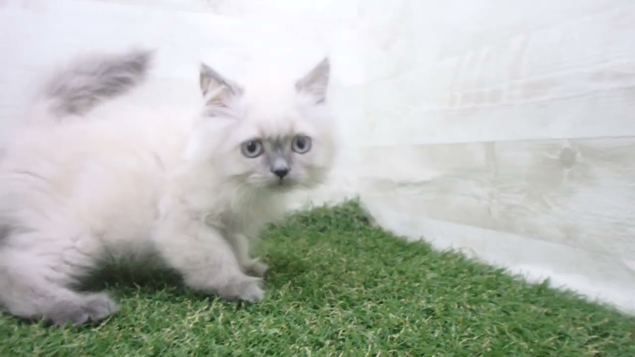 Coo&RIKU　No00680147 ヒマラヤン