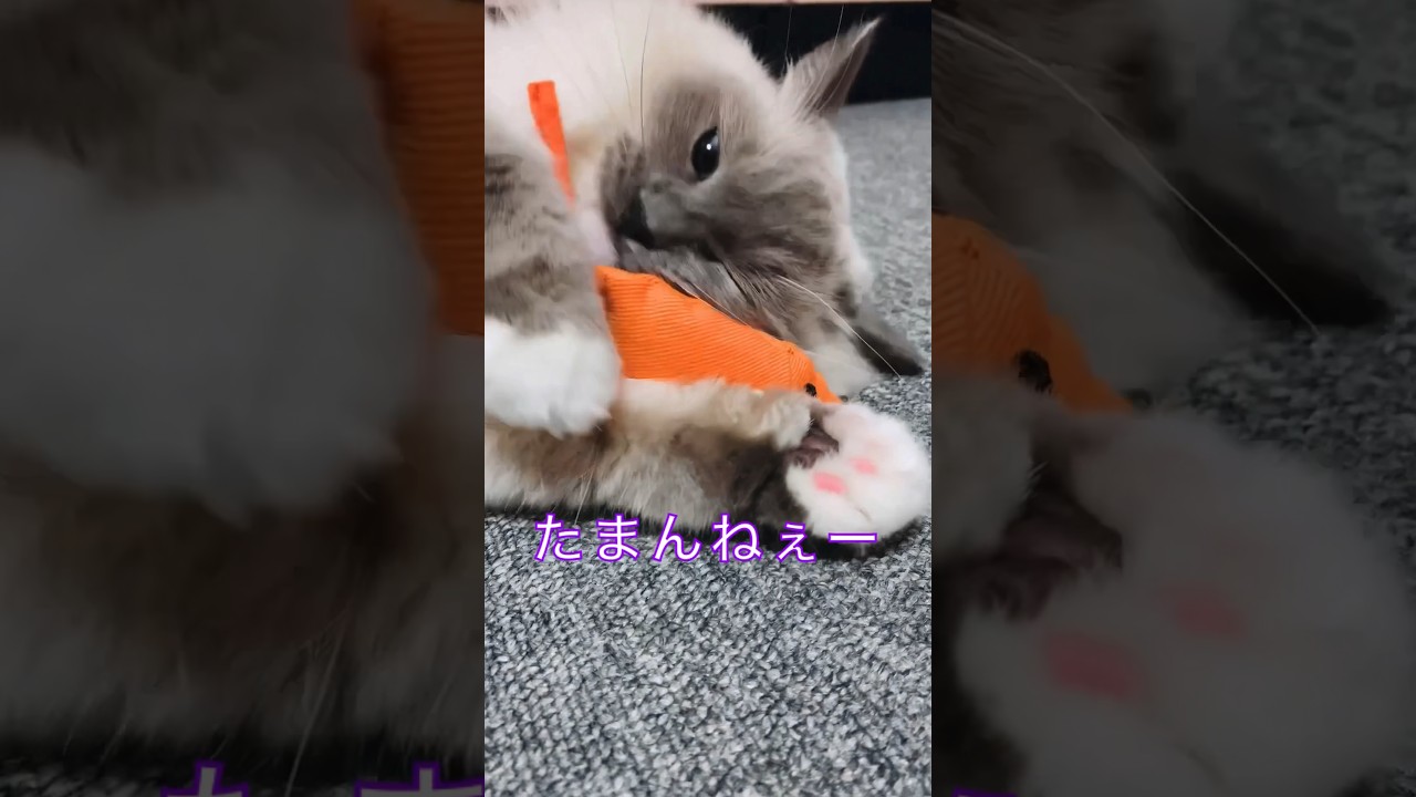 【anela】相棒のねず公#猫 #ラグドール #shorts