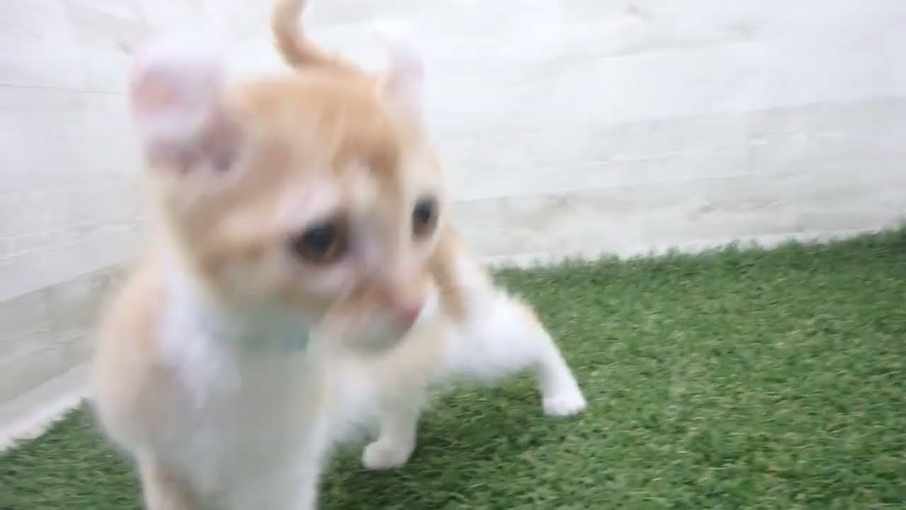 Coo&RIKU　No00678693 アメリカンカール