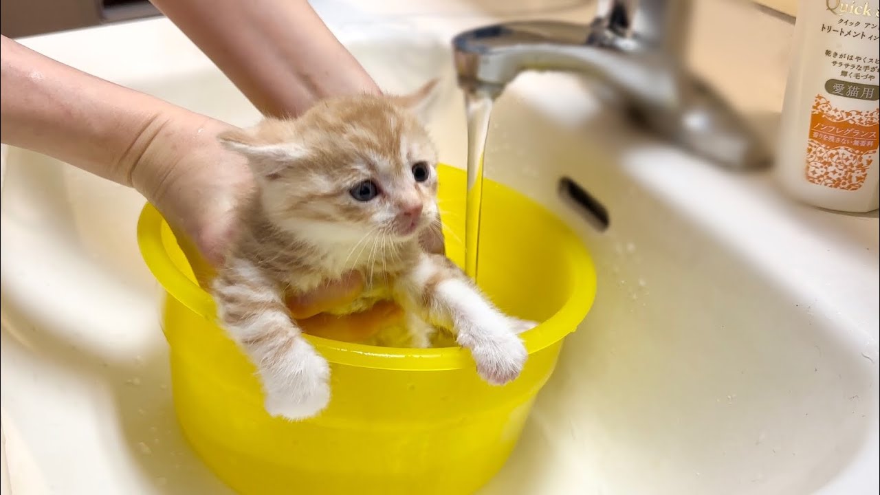 シャンプーをされて困り顔になっちゃった子猫【かぐ告兄妹日記10】Kitten with a troubled face after its first shampoo.