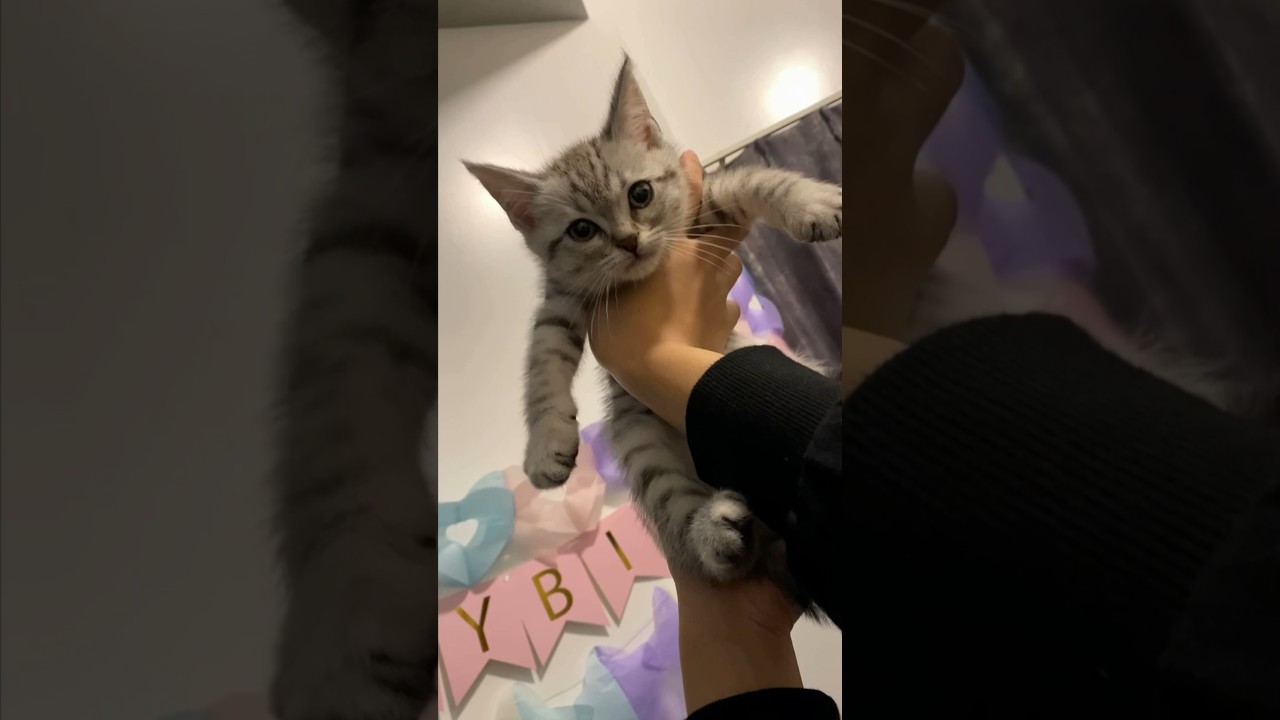【猫動画】マンチカンの赤ちゃんを迎えた伝説の日‼︎ #shorts
