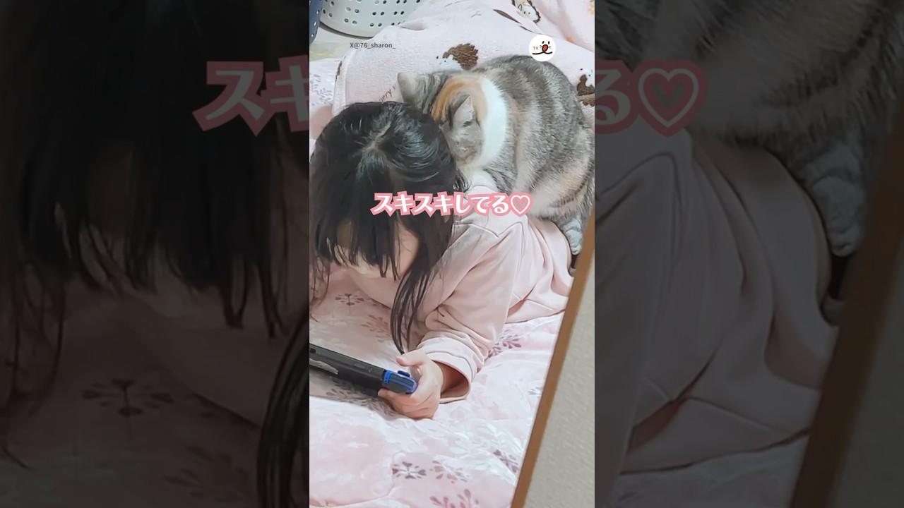 ずっとスキスキしてるよ❤️｜PECO #スコティッシュフォールド #猫 #愛猫家 #猫のいる暮らし #scottishfold #cat #catlover #catlife