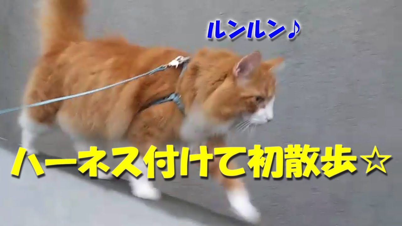 [ライムの日記]ノルウェージャンフォレストキャット☆ハーネス付けての初散歩♪