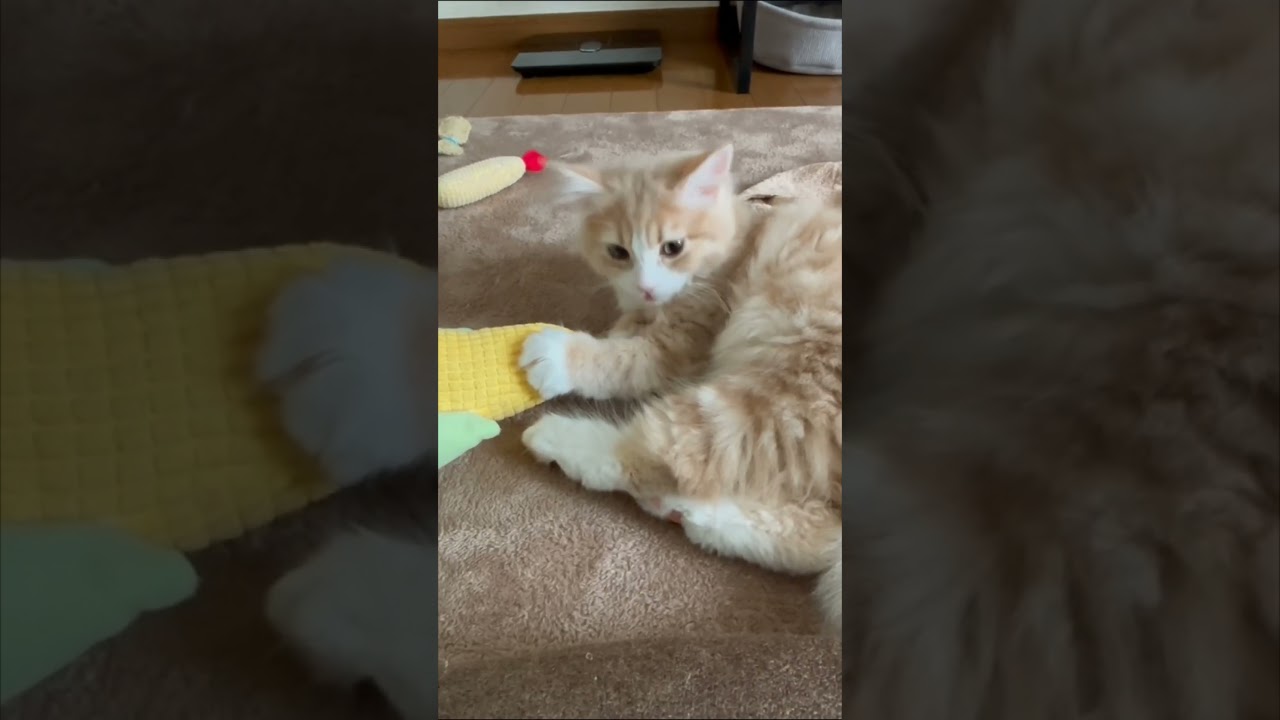 トウモロコシがおいしい季節ですね #ラガマフィン #ねこ #cat #猫のいる暮らし #子猫