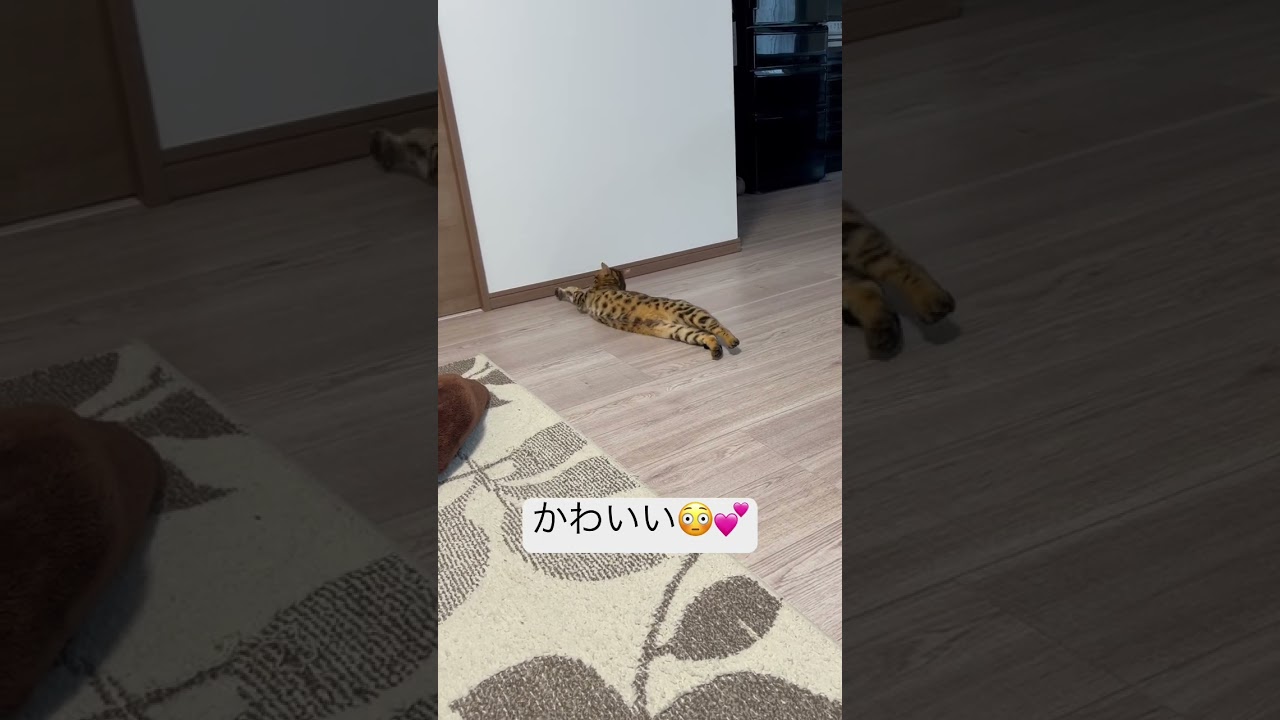 かわいいベンガル猫のくねくね😳 #ベンガル猫 #bengal #cat #猫 #ねこ #ベンガル #べんがるねこ #かわいい猫