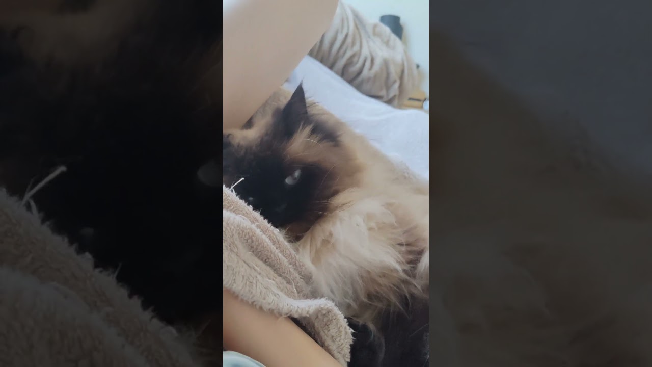 朝の甘えん坊タイム #cat #ヒマラヤン #cute #猫 #ねこ #甘えん坊