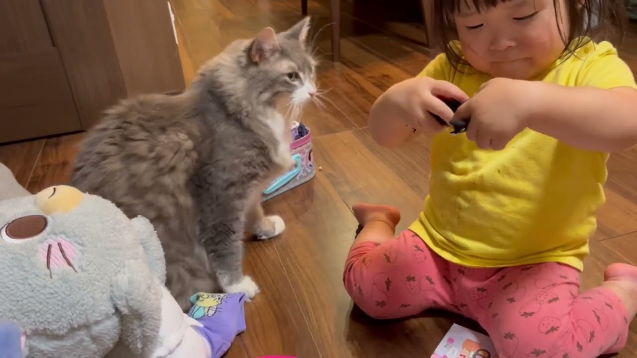 仕方なく二歳児の遊び相手になる猫　ノルウェージャンフォレストキャット　A cat who will play with a two -year -old child