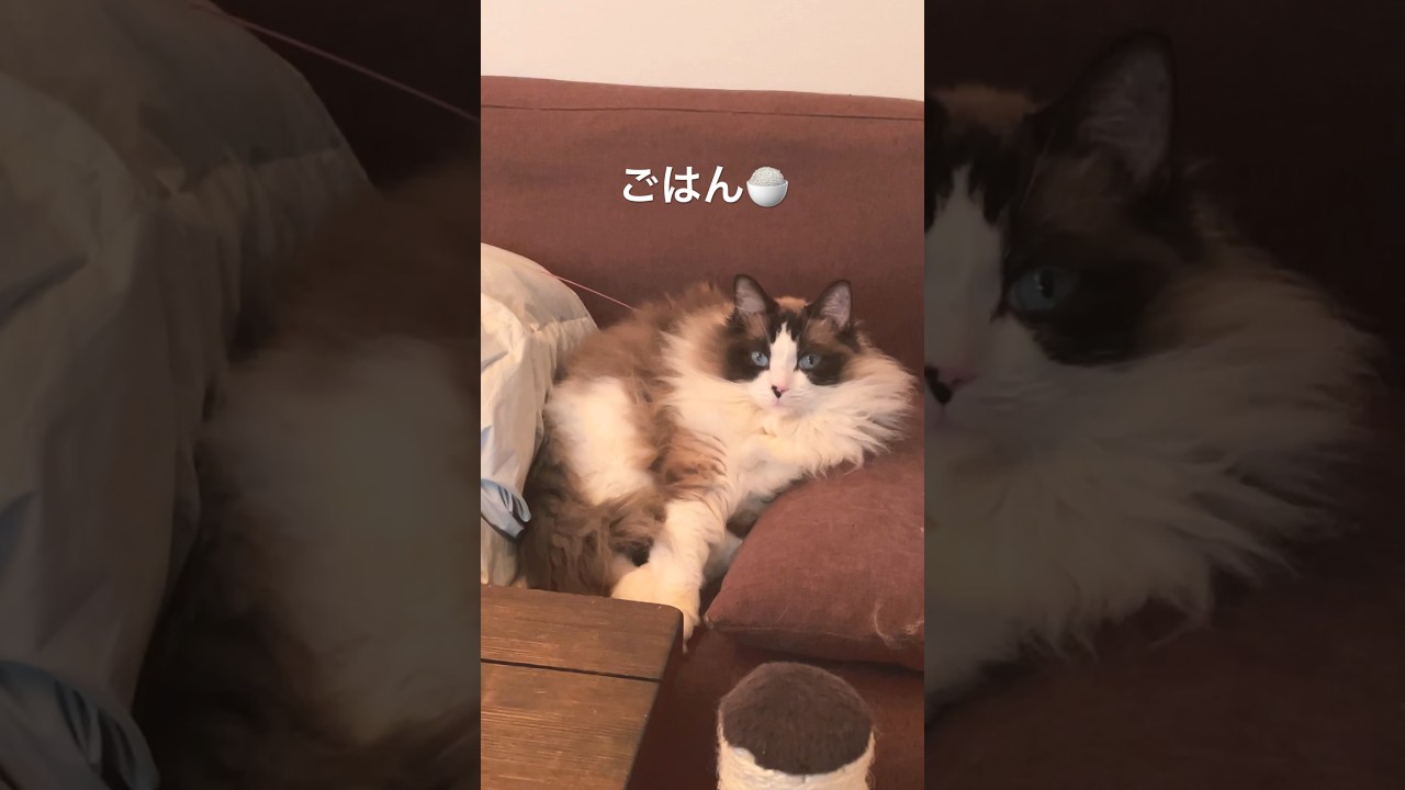 煩悩の塊だらけのラグドールwwwww #猫 #ラグドール #長毛種