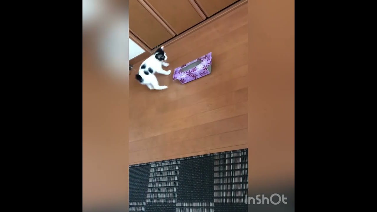 ティッシュケースにすっぽり「じょうずに入れたにゃ」