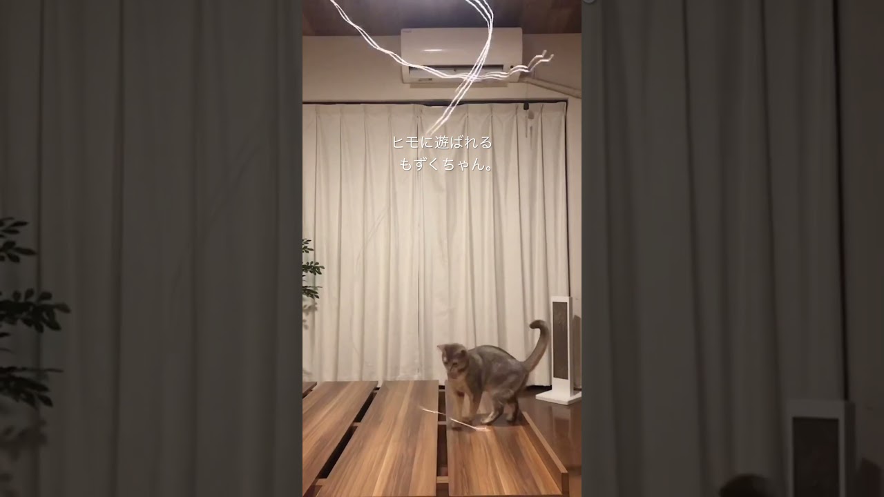 ヒモに遊ばれるもずくちゃん。#cat #catlover #cats #ねこ #ネコ #猫 #アビシニアン #abyssiniancats