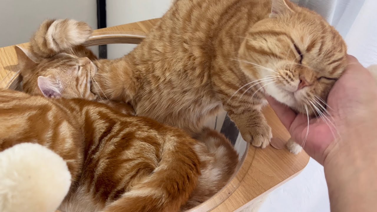 とろけるマンチカン 親子がかわいい！ #子猫 #マンチカン