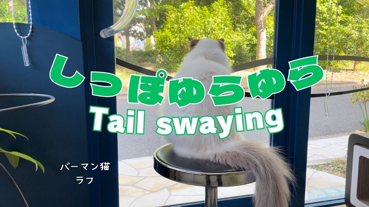 バーマン猫ラフ【しっぽゆらゆら】Tail swaying（バーマン猫）Birman/Cat