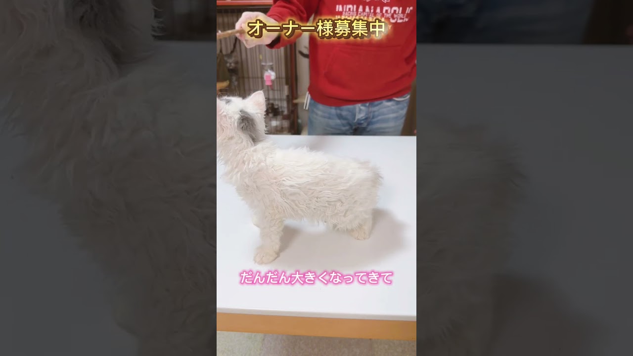 セルカークレックス（2024/3/20生まれ）4【撮影日：2024/6/7】