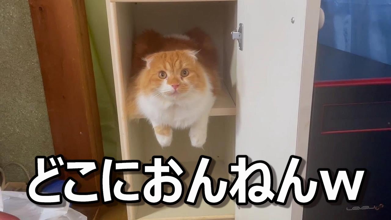 模様替えにどうしても参加したい猫、あの手この手でやってきた！。【スコティッシュフォールド】
