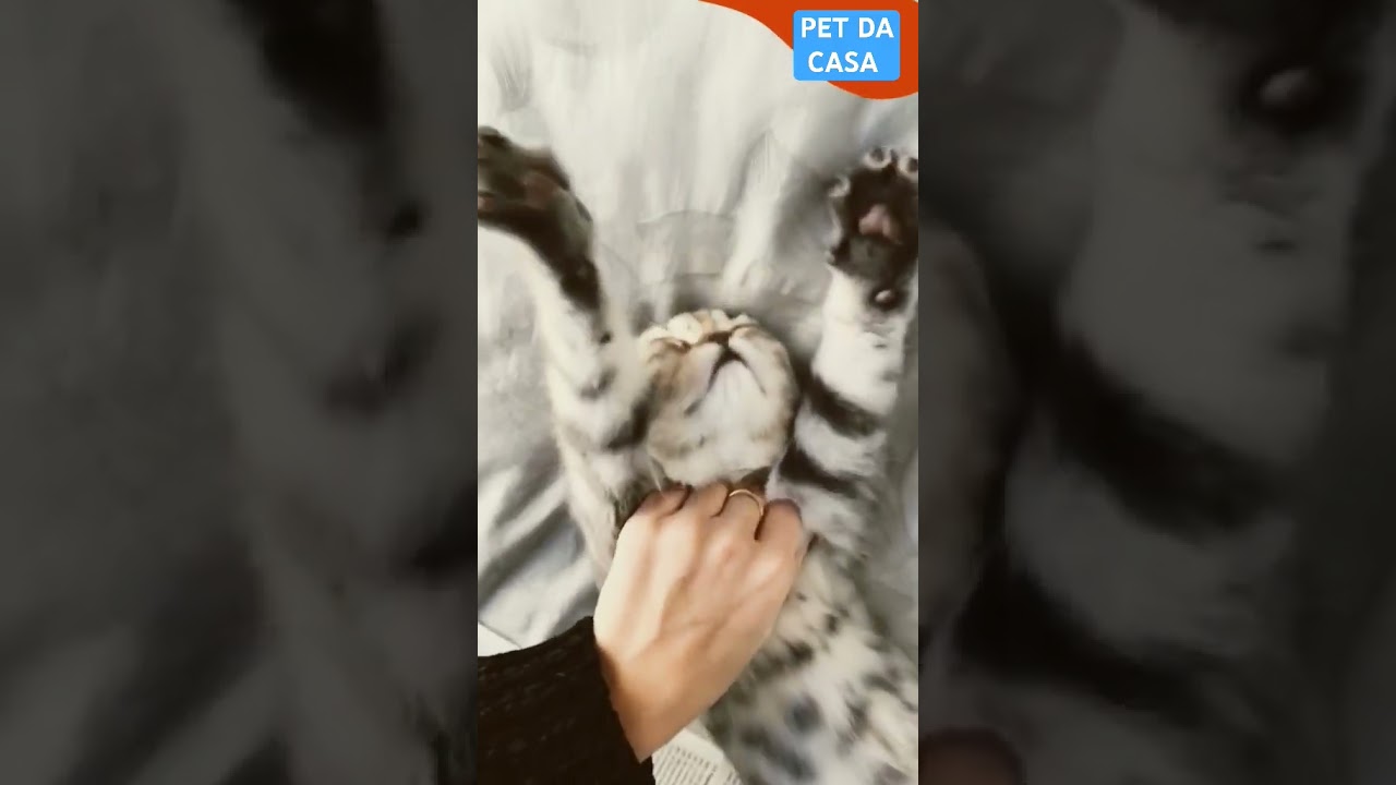 RAÇA DE GATO MAIS FOFO DO MUNDO #pets #animaisdeestimação