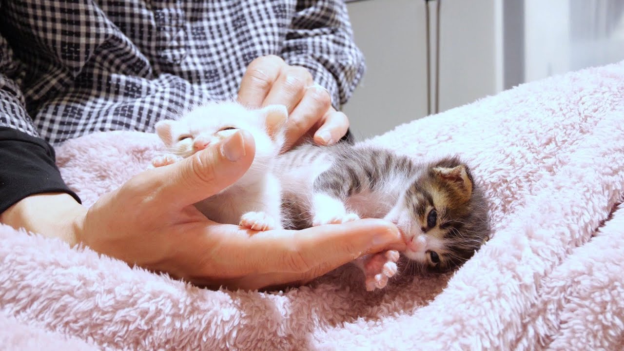 超甘えん坊の子猫はどんな体勢になってもガッツで指を吸うのでした【赤ちゃん猫　保護猫】