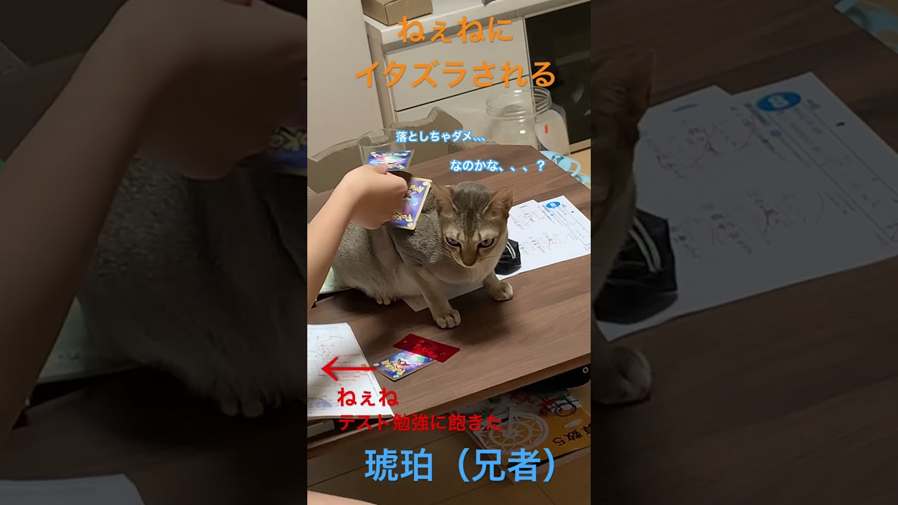 【シンガプーラ】ねぇねのイタズラに耐える兄者　#猫とのくらし