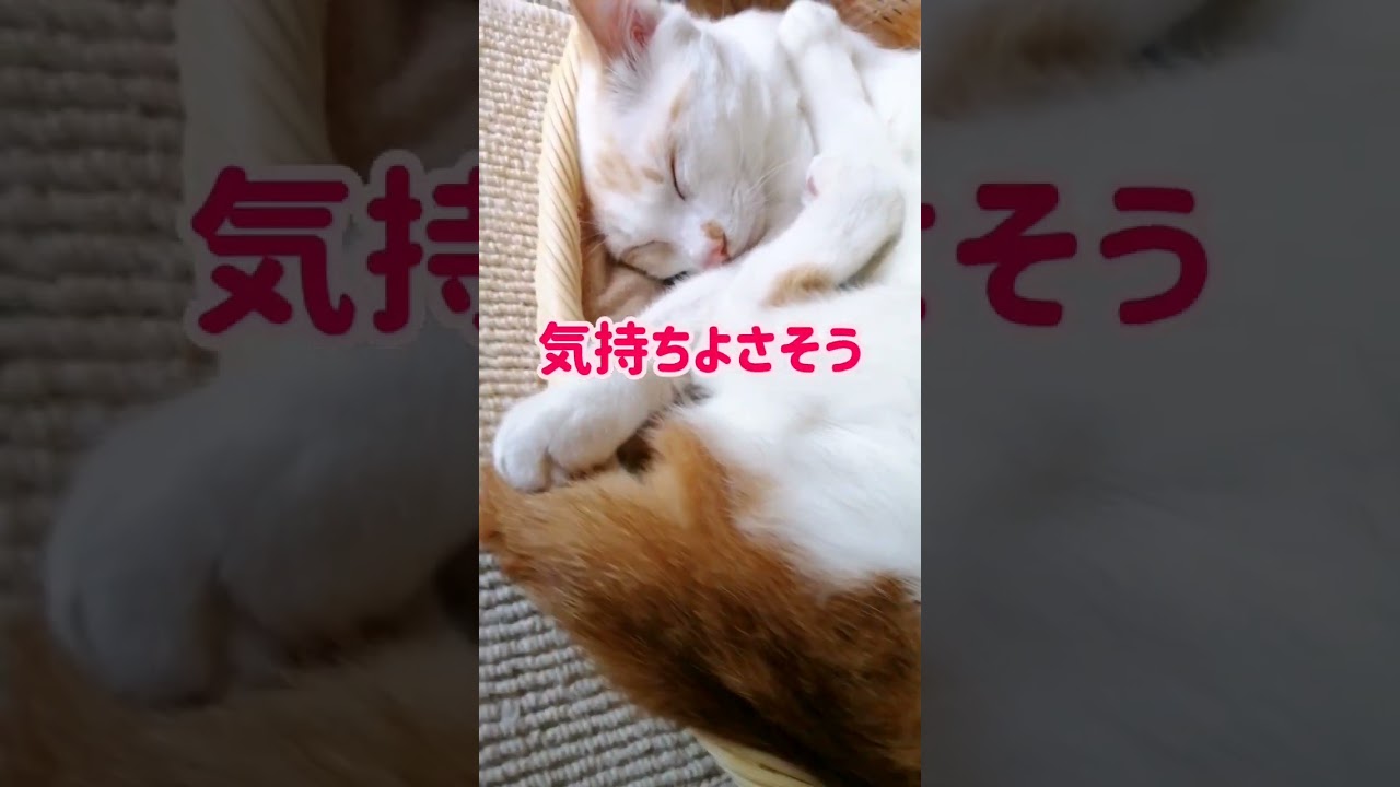 【ねこ動画】お昼寝中に母猫にグルーミングされ放題な子猫ゆきちゃん🐱 #shorts #猫 #ねこ親子