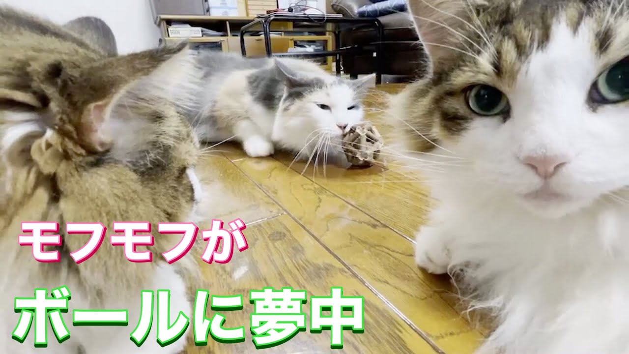 もふもふ猫がまたたびコンビネーションボールで遊ぶ【ノルウェージャンフォレストキャット】
