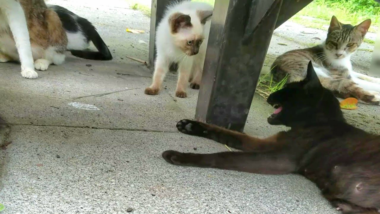 黒猫の右手をわざと踏んでブチギレられるシャム子猫⚡
