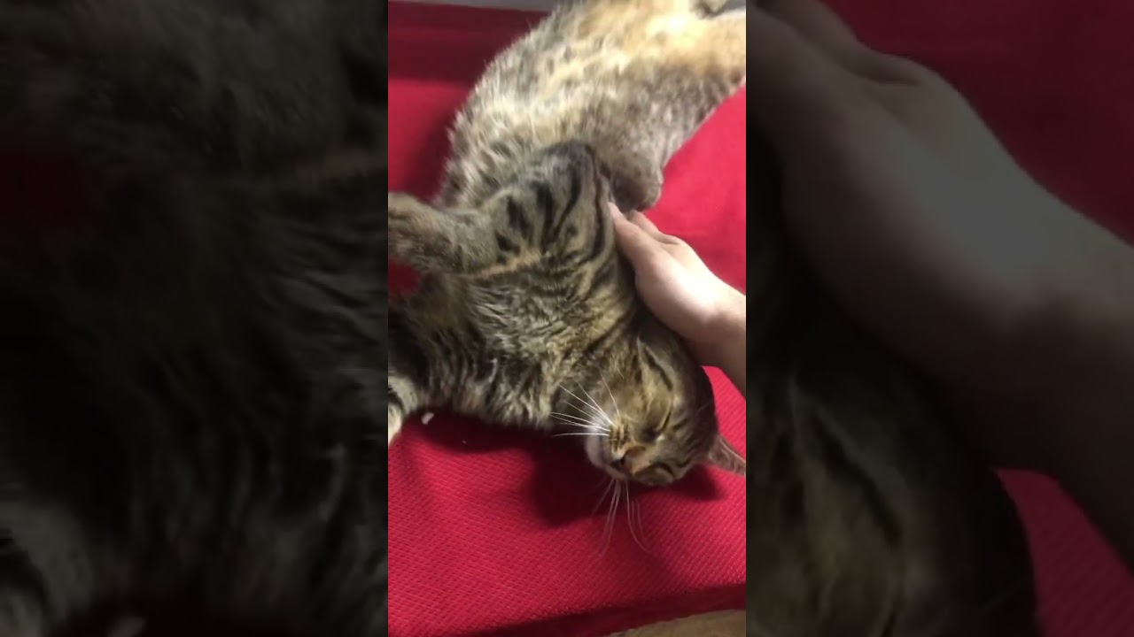 2 paws tv - Mr.Atreus
