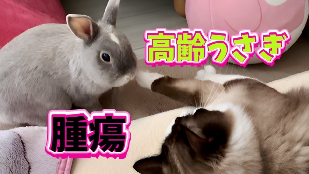 【閲覧注意】睾丸腫瘍、治療はしないと決めました【猫と暮らすシニアうさぎ】