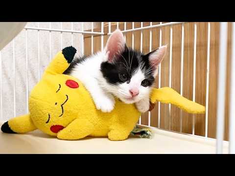 寝起きでぼーっとしている子猫