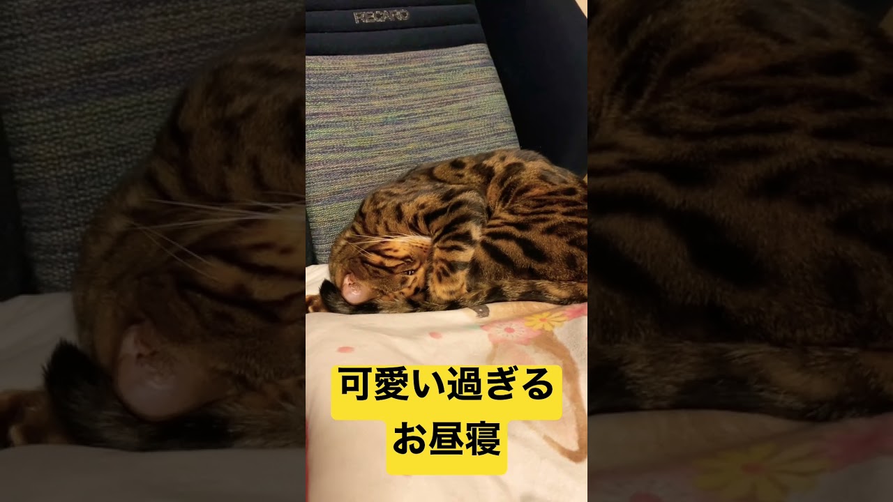 トロにゃんの可愛い過ぎる😻お昼寝 #bengal #cat #ベンガル #猫 #animal #芸達者 #funny #bengalcat #cute