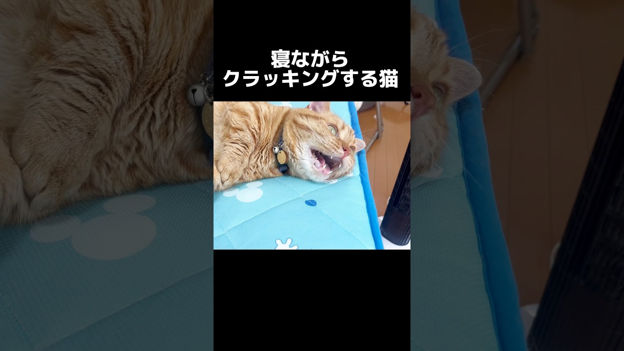 寝ながらクラッキングする猫 #マンチカン #shorts