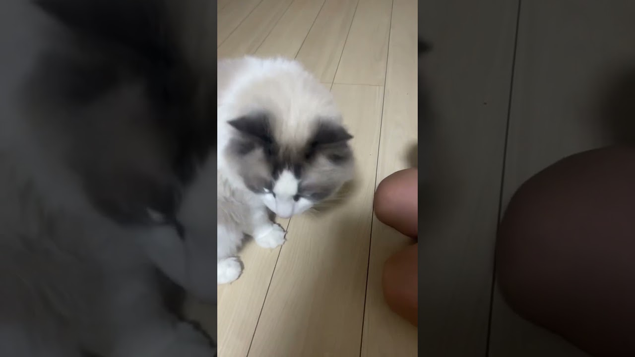 【ラグドール】どっちでしょうか？#ラグドール #ねこ #ねこのいる生活 #ねこ動画