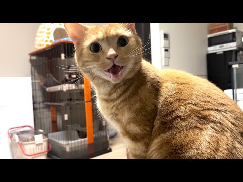 ご飯を要求する愛猫の鳴き方が激しすぎたw