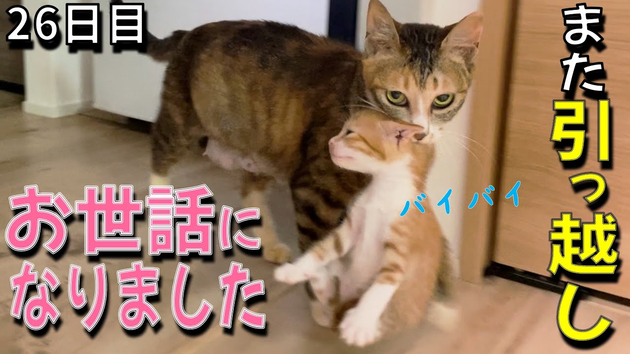 【最終回】こつぶ一家、引っ越しました／やんちゃ子猫、手に負えなくなる／チビ白くんの一等賞