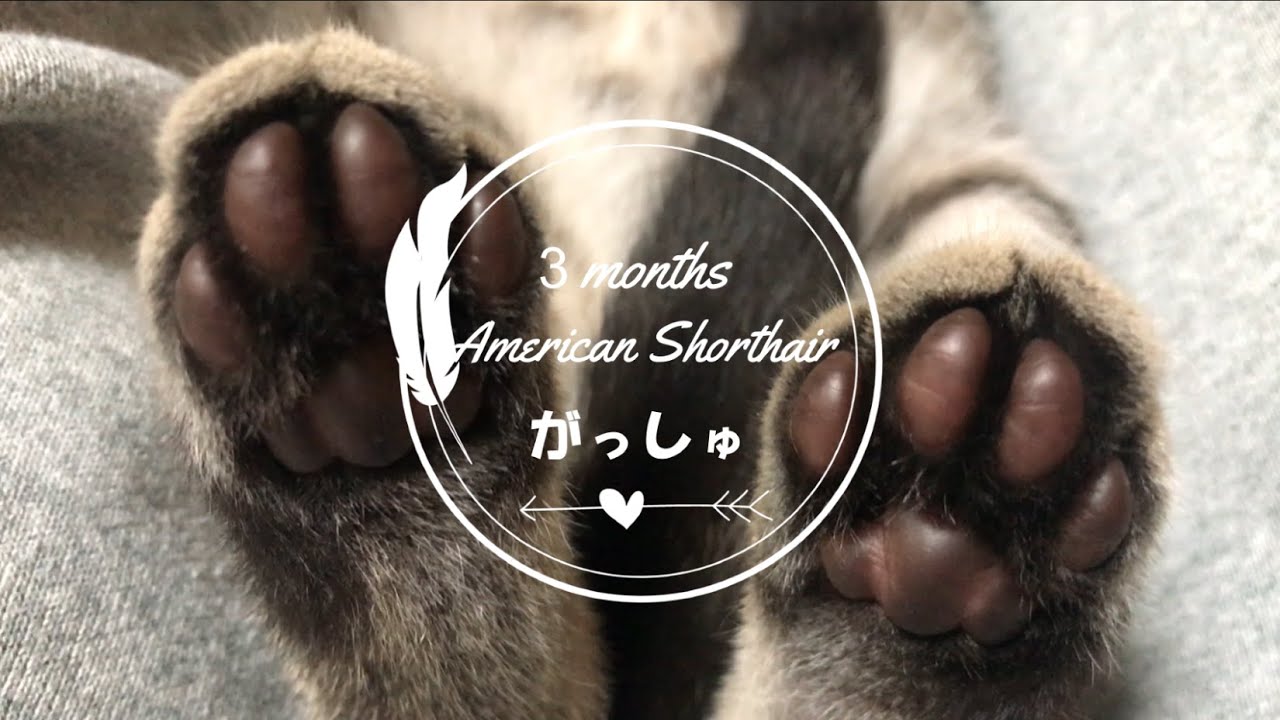 【子猫】生後３ヶ月の子猫のまとめ動画。アメリカンショートヘア―のガッシュ