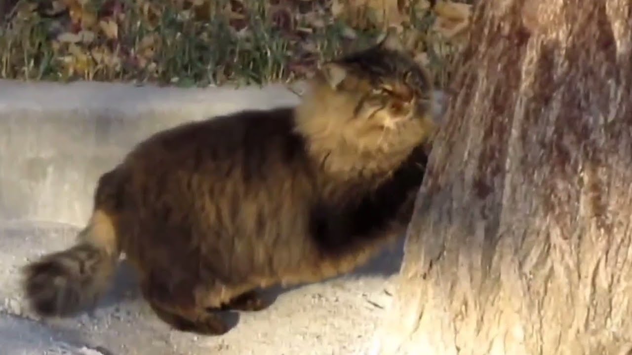 [野良猫]お散歩するついでに爪研ぎをしていくメインクーンっぽい猫が可愛すぎる！[straycat]It's so cute to see a cat sharpening its claws!