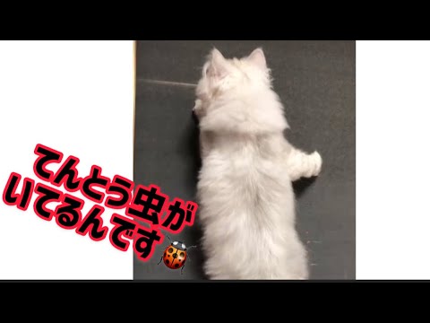 てんとう虫がいてるんです🐞  【ペルシャ猫.Persian.チンチラゴールド.チンチラシルバー】