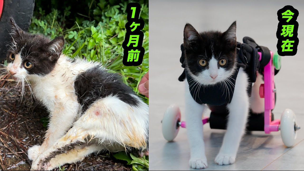 ゴミ箱下で見つけた後ろ足が不自由な子猫が幸せそうに車椅子で歩き回るまでの1ヶ月の変化記録