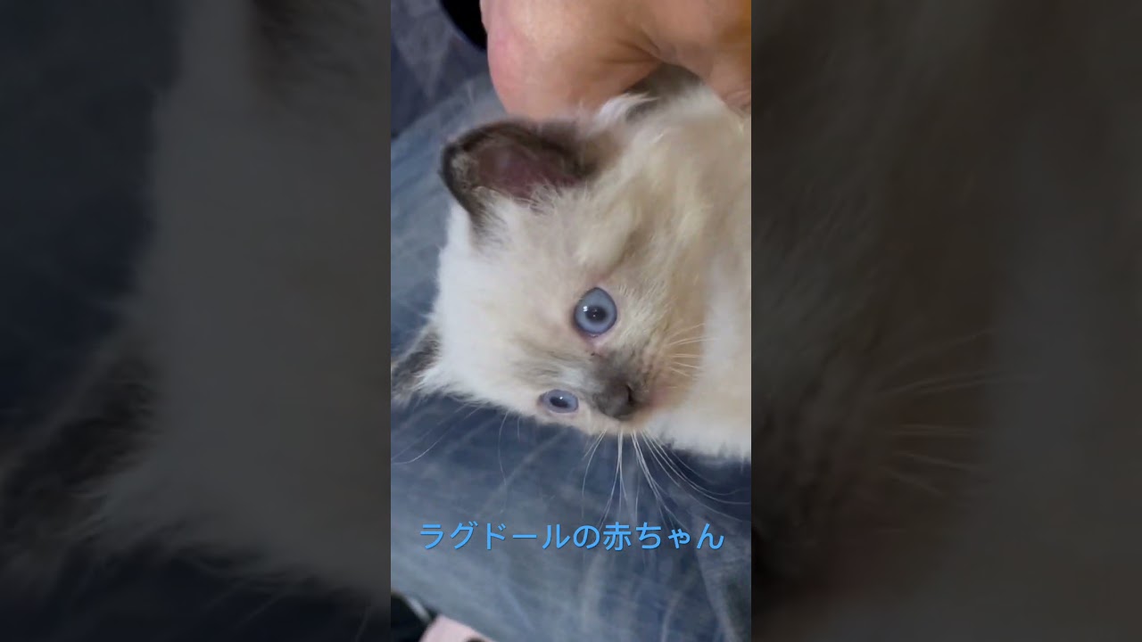 ラグドールの赤ちゃん　2ヶ月になりました
