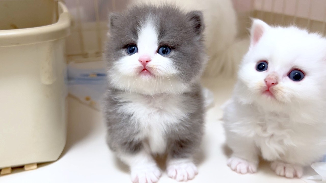 【マンチカンの子猫】まるカブリの子猫をスチールウールと呼ぶ事にした件 ～猫のいる生活Vol.975～出産動画 マンチカン短足・ミヌエット・ペルシャ猫専門ブリーダー『ペット蔵人』【子猫の成長記録】