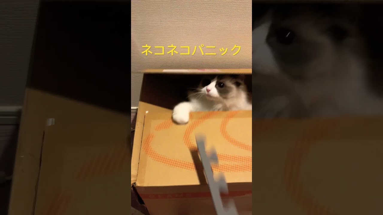 ネコネコパニック#ラグドール #猫 #猫のいる暮らし #ハチワレ #cat #ワニワニパニック #shorts