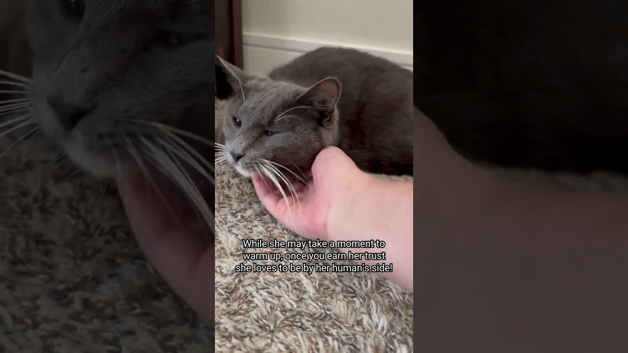 Meet Moira Rose: Your Purrfect New Companion