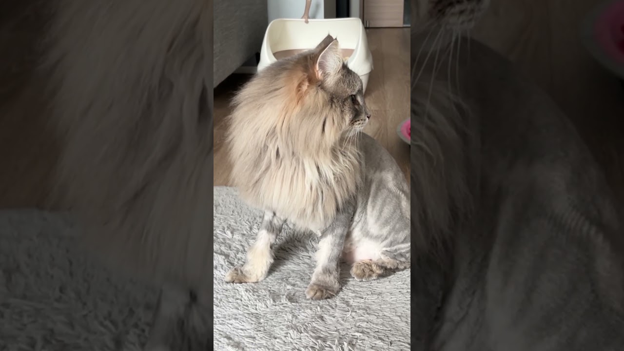 #ノルウェージャンフォレストキャット #ライオンカット