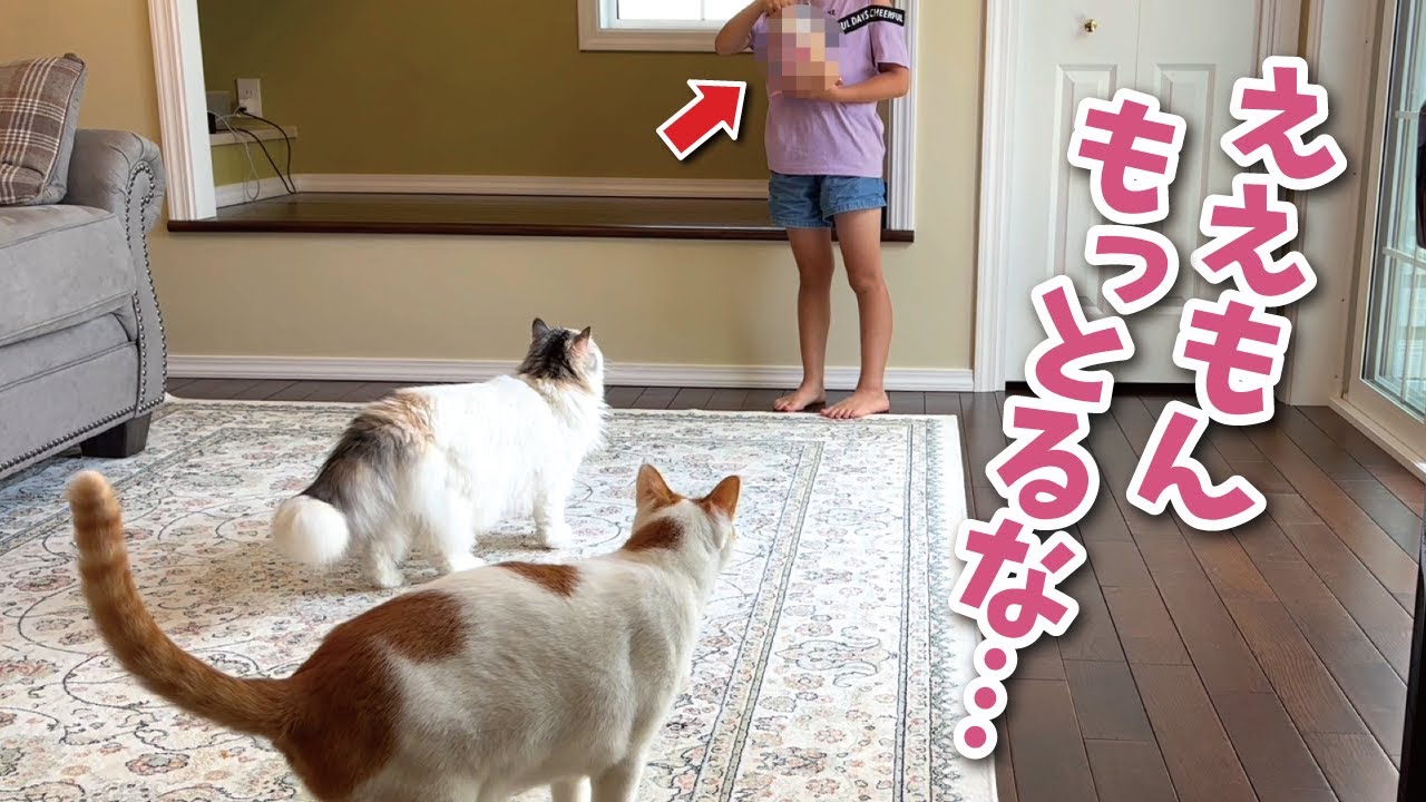 ６歳の娘が「アレ」を持ってたら何故か猫の大渋滞が起きてました【関西弁でしゃべる猫】【猫アテレコ】