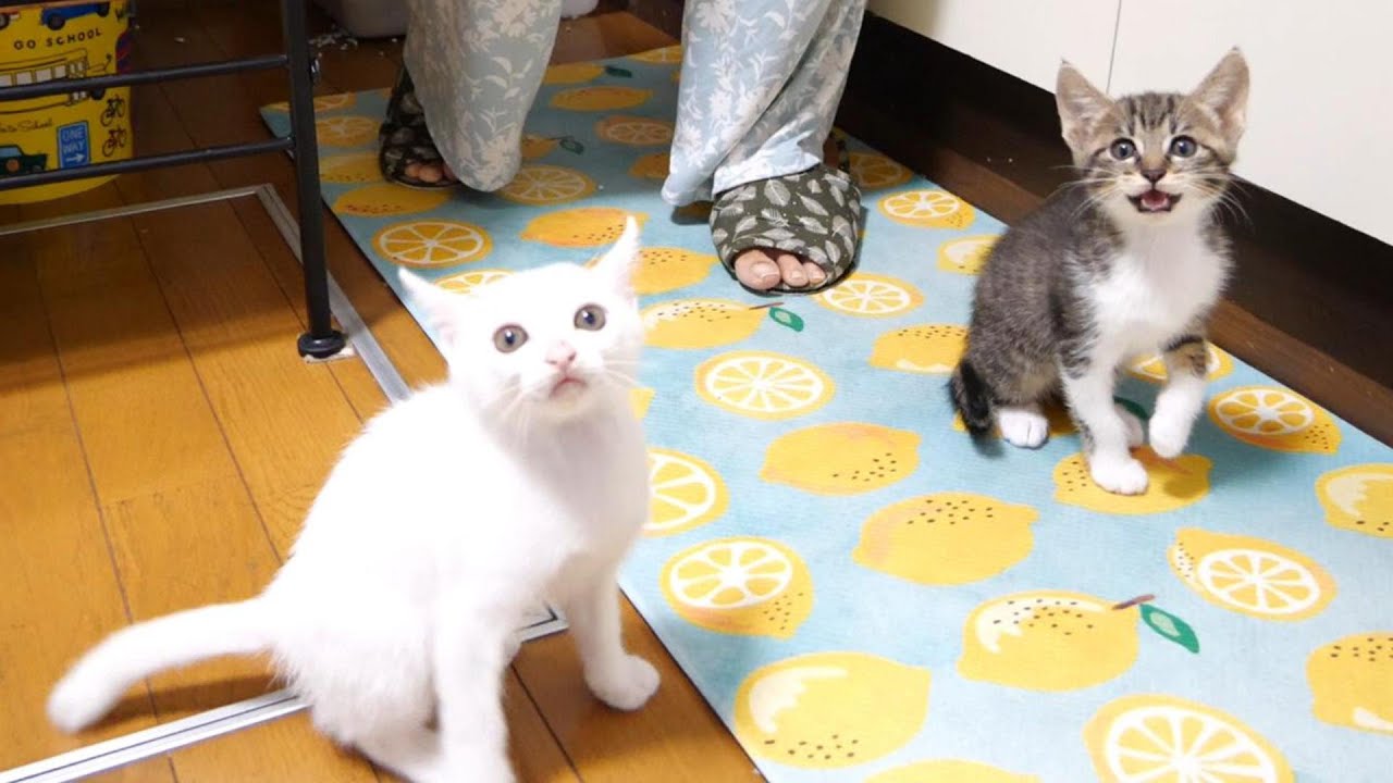 子猫のニャーニャー合唱隊がかわいいコールでママにおねだり【赤ちゃん猫　保護猫】