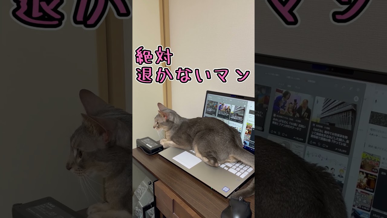 アビシニアンとは その3 #shorts #猫 #アビシニアン