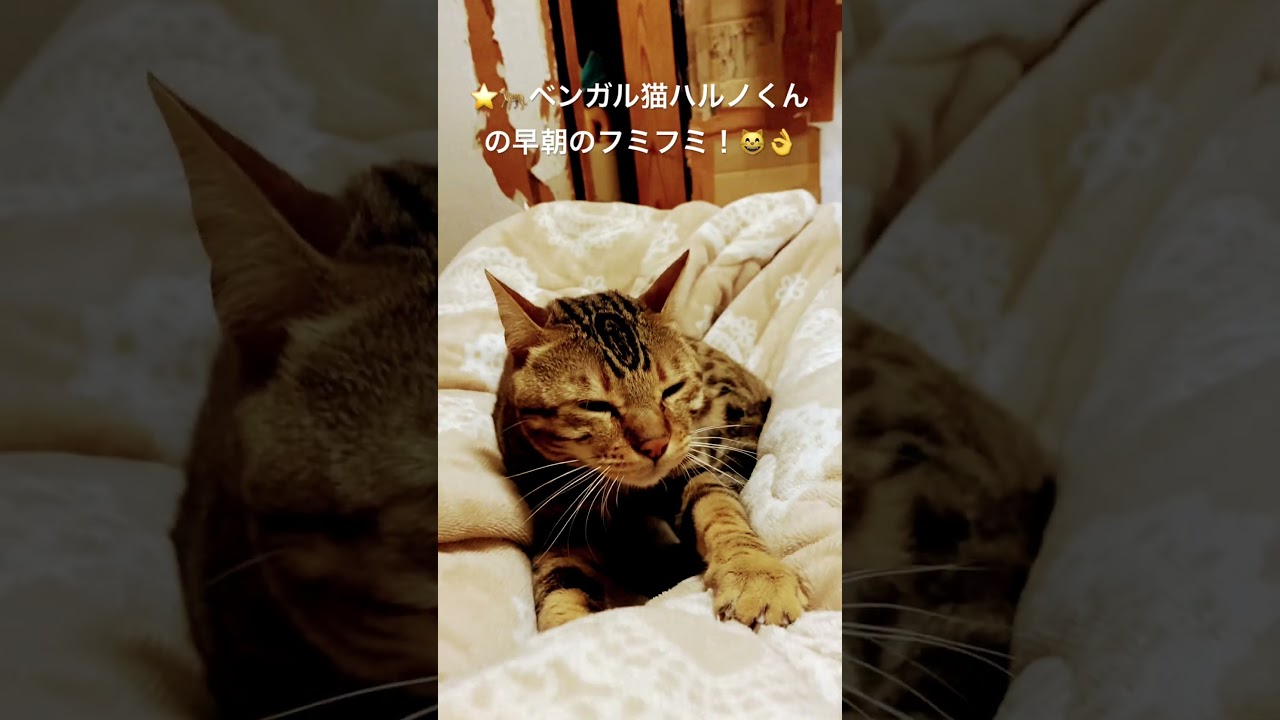 🌟🐆ベンガル猫ハルノくん！早朝のフミフミ！目指せ４０万人（笑）（２０２４０６０９ー１） #ベンガル#bengalcat#short