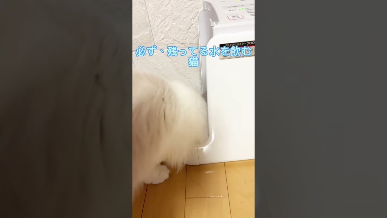 変なクセを持っている猫#shorts #ラグドール #猫