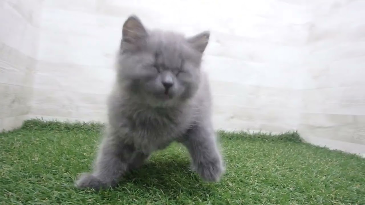 Coo&RIKU　No00679615 スコティッシュフォールド